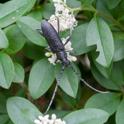 Cerambyx scopolii (Capricorn Beetle).jpg
